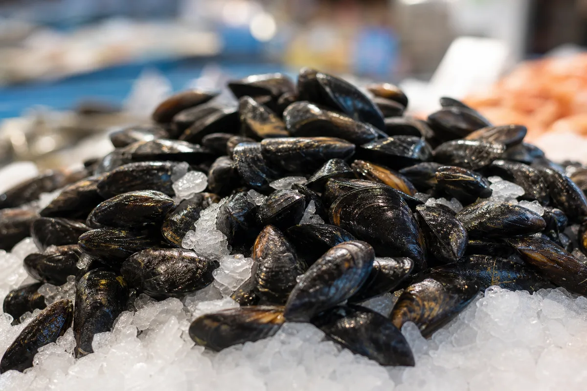 Illustration — Conserver les moules fraîches : durées, méthode, erreurs