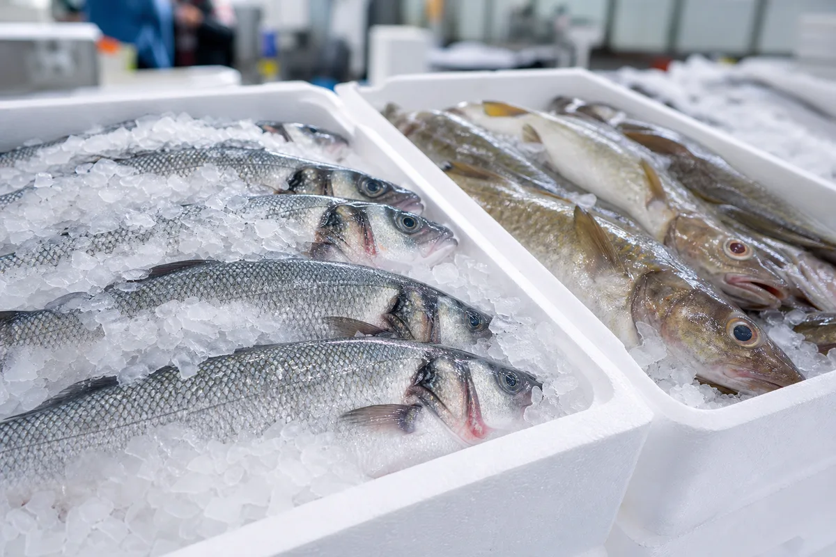 Caisses de poisson sur glace alignées dans une halle à marée